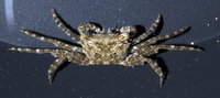 : Grapsidae sp.