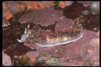 : Phidiana hiltoni; Fighting Philiana Nudibranch