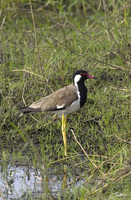 Vanellus indicus   Red-Wattled Lapwing photo