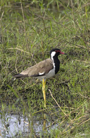 Vanellus indicus   Red-Wattled Lapwing photo