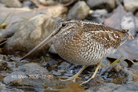 청도요 (Solitary Snipe)