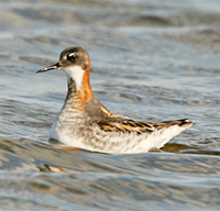 Red-necked Phalarope