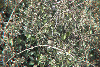 검은뺨딱새 Saxicola Ferreus