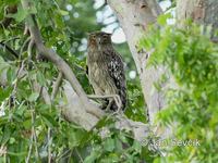 Photo of ketupa rybí Ketupa zeylonensis Brown fish Owl Ceylon Fish Eule