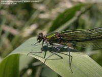 Blåbåndet Pragtvandnymfe (Calopteryx splendens) Foto/billede af