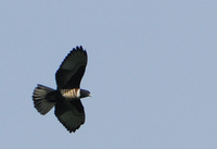 Black Baza, Aviceda leuphotes