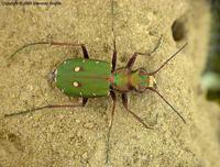 Cicindela campestris - Green Tiger Beetle