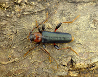 Phymatodes testaceus var. fennicus