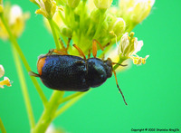 Cryptocephalus schaefferi
