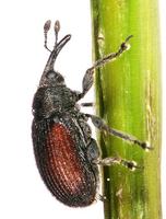Rhinusa bipustulata
