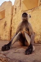 Female Hanuman Langur (Semnopithecus entellus) Walls of the Amber Fort, Jaipur, India.