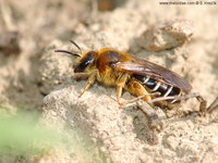 Halictus rubicundus