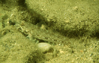 Macrodontogobius wilburi, Largetooth goby: