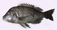 Lethrinus laticaudis, Grass emperor: fisheries, gamefish