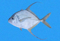 Carangoides otrynter, Threadfin jack: fisheries, gamefish