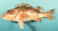Neomerinthe hemingwayi, Spinycheek scorpionfish: