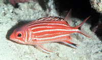 Sargocentron cornutum, Threespot squirrelfish: