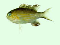 Chromis vanderbilti, Vanderbilt's chromis: aquarium