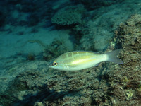 Pentapodus trivittatus, Three-striped whiptail: fisheries