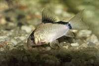 Corydoras metae, Masked corydoras: aquarium