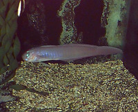 Oxymetopon cyanoctenosum, Blue-barred ribbon goby: aquarium