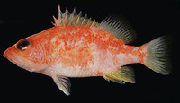 Plectranthias wheeleri, :