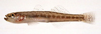 Chaenogobius heptacanthus, : fisheries