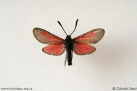 Zygaena brizae