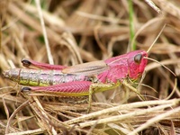 Chorthippus parallelus - Meadow Grasshopper