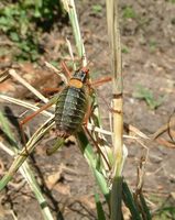 Barbitistes constrictus