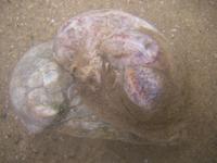 Crepidula fornicata - Common Atlantic Slippersnail