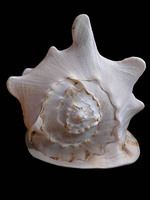 Cassis cornuta