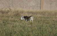 Image of: Saiga tatarica (saiga)