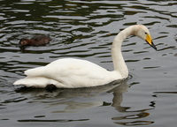 Cygnus cygnus - Whooper Swan