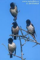 Sturnus roseus - Rose-coloured Starling