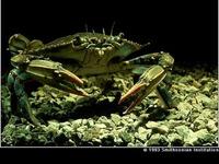 Image of: Callinectes sapidus (blue crab)