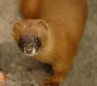 Mustela sibirica - Siberian Weasel