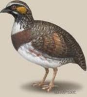 Image of: Arborophila rufipectus (Sichuan partridge)