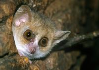 Microcebus murinus - Gray Mouse Lemur