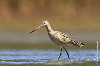 Image of: Limosa fedoa (marbled godwit)