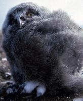 Image of: Nyctea scandiaca (snowy owl)