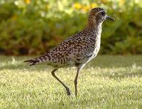 Image of: Pluvialis fulva (Pacific golden plover)