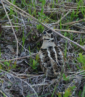 Image of: Scolopax minor (American woodcock)