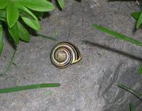 Image of: Cepaea nemoralis (grovesnail)