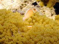 Image of: Amphiprion perideraion (false skunkstriped anemonefish)