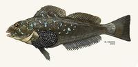 Image of: Hexagrammos decagrammus (kelp greenling)