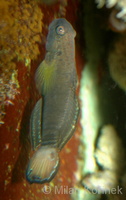 Amblygobius phalaena - Banded Goby