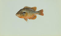 Image of: Lepomis auritus (redbreast sunfish)