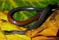 Image of: Storeria occipitomaculata (red-bellied snake)