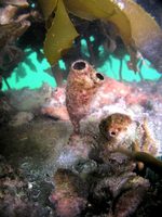 Invasive Sea Squirt (Styela clava)